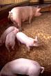 IRS Tax Audit Manual for Swine Farm Industry